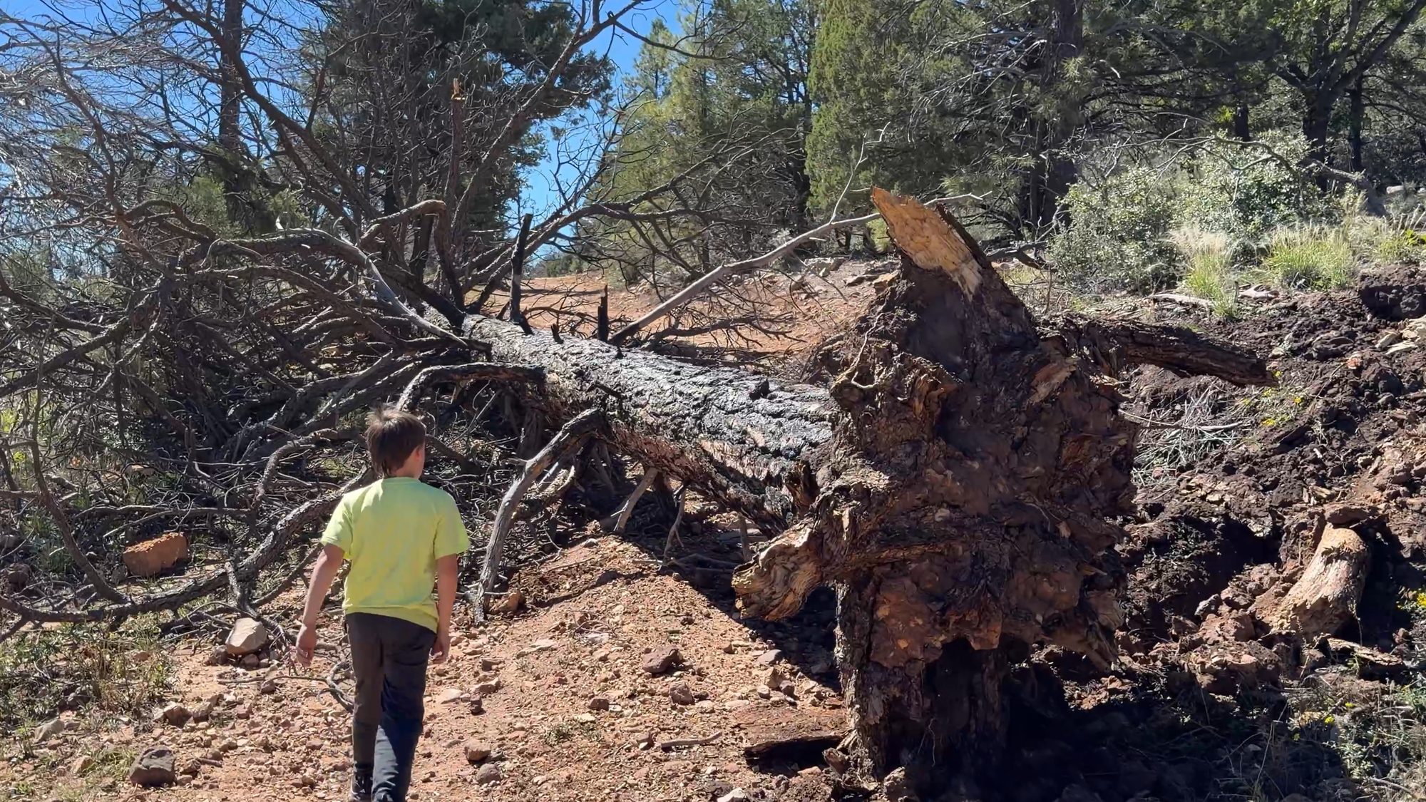 A large downed pine tree blocking a dirt road, with a boy for scale