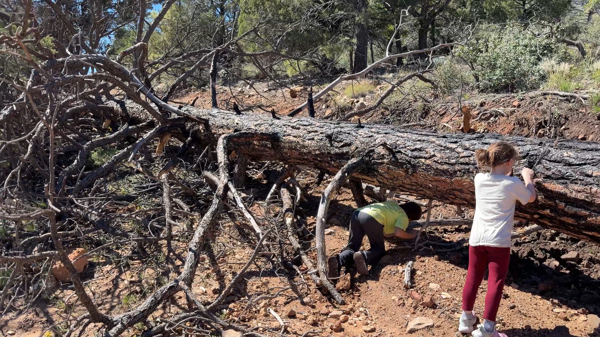 Two kids looking at the trunk of a fallen pine