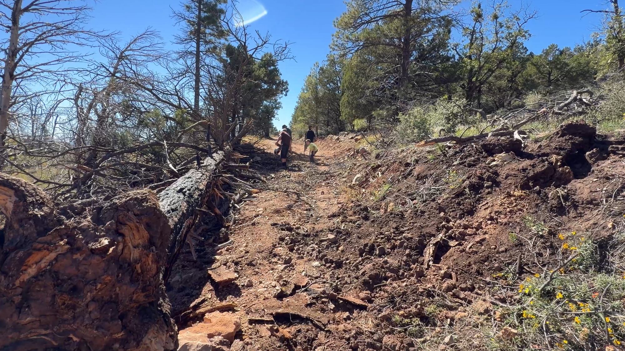 Dirt road open again with the downed pine dragged to the side