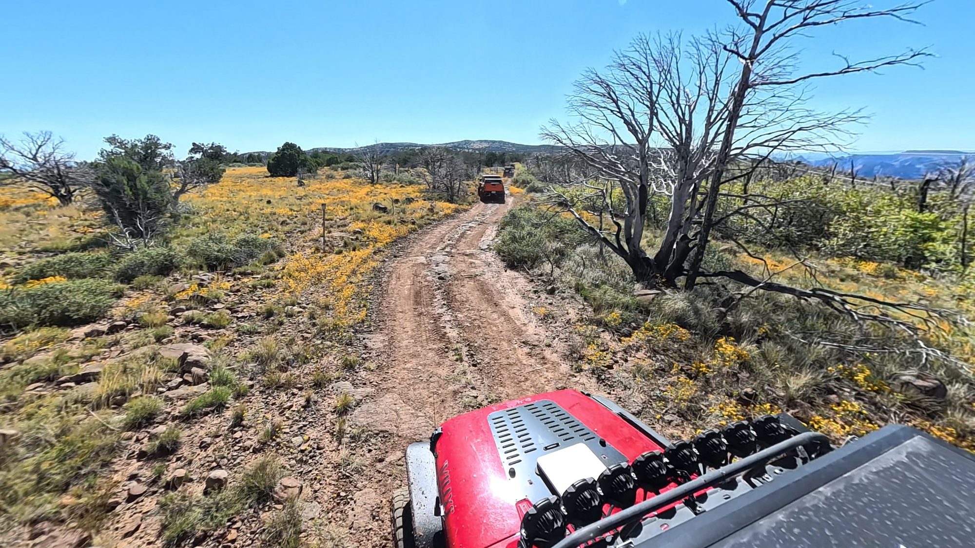 Dirt road through yellow wildflowers with a Jeep ahead