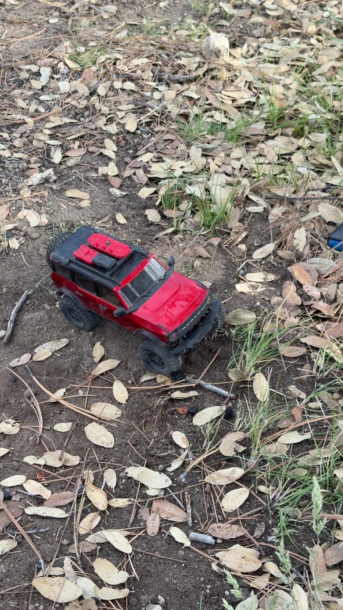 Red scale RC Bronco driving through oak leaves