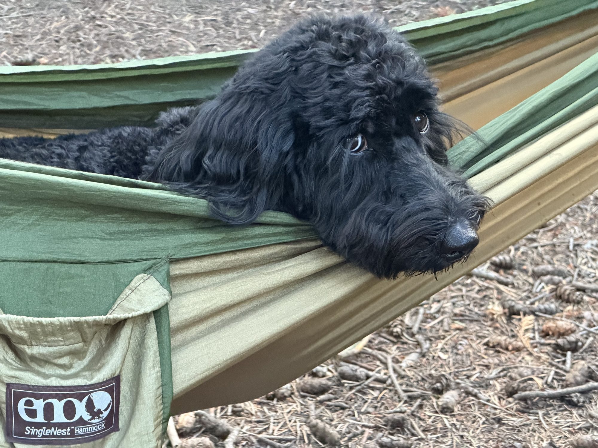 Keith and Maggie's black doodle resting in an ENO hammock
